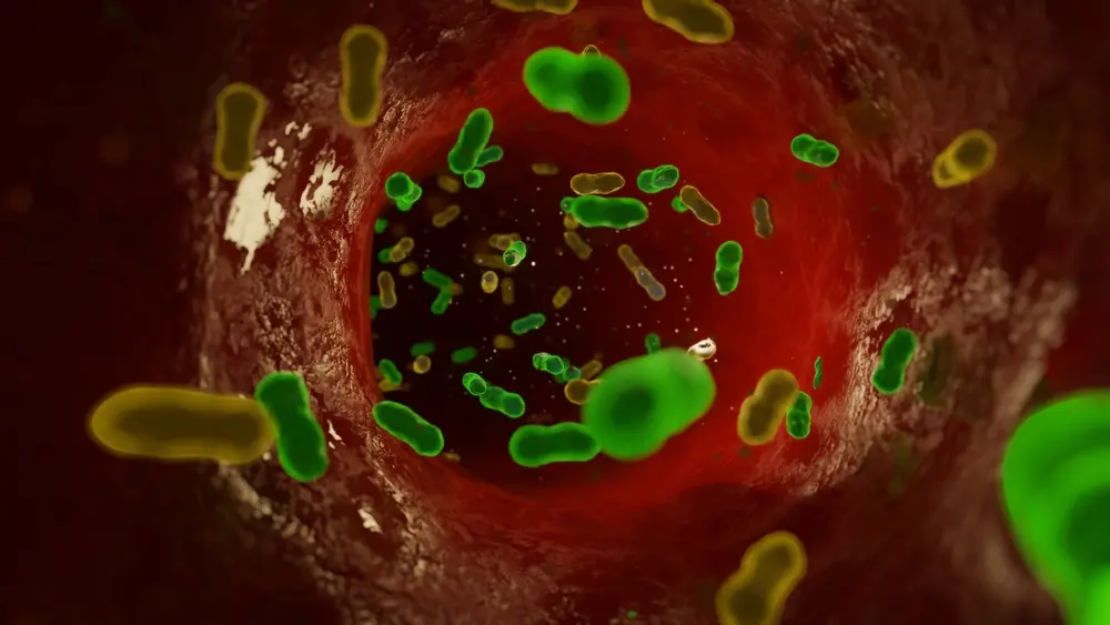 Bacteria in blood stream