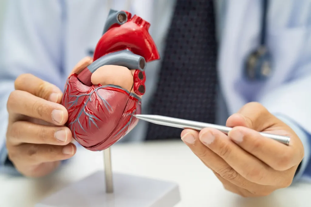 A medical professional pointing to an anatomical heart model, illustrating the impact of GLP-1 agonists on cardiovascular and metabolic health.